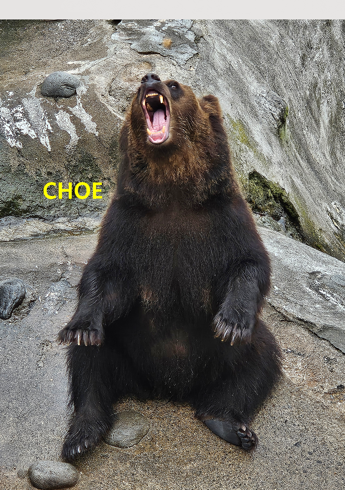 최곰